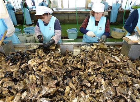 宫城县石卷市牡蛎开始出货 出货量有所回升