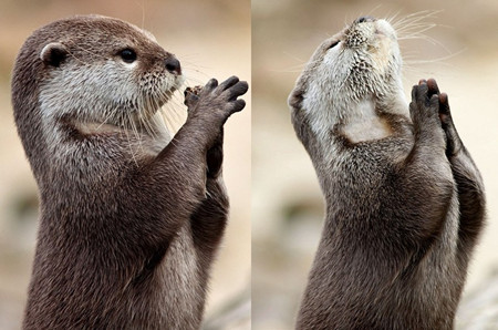 千叶市动物公园水獭宝宝“非常治愈”