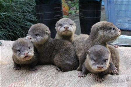 千叶市动物公园水獭宝宝“非常治愈”