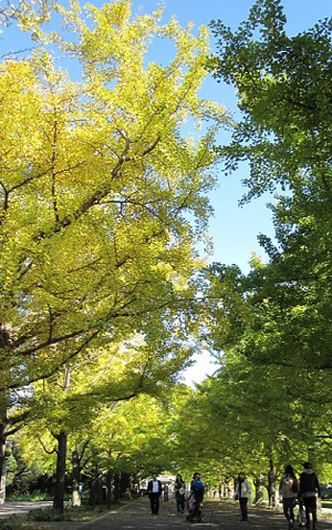 东京昭和纪念公园银杏大道着秋色