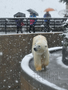 北海道旭山动物园开始冬季营业