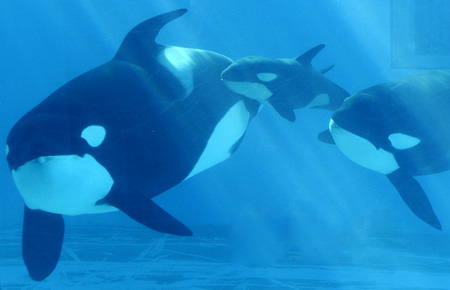 名古屋港水族馆展示新生虎鲸宝宝