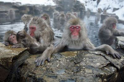 地狱谷泡温泉的猴子们