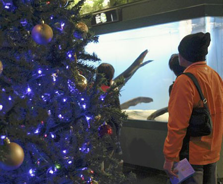 三重县鸟羽水族馆：电鳗发电点亮圣诞树