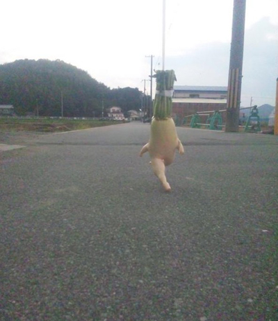 “大根逃亡记”爆红 卖萌大萝卜3天大逃亡牵动人心