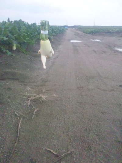 “大根逃亡记”爆红 卖萌大萝卜3天大逃亡牵动人心