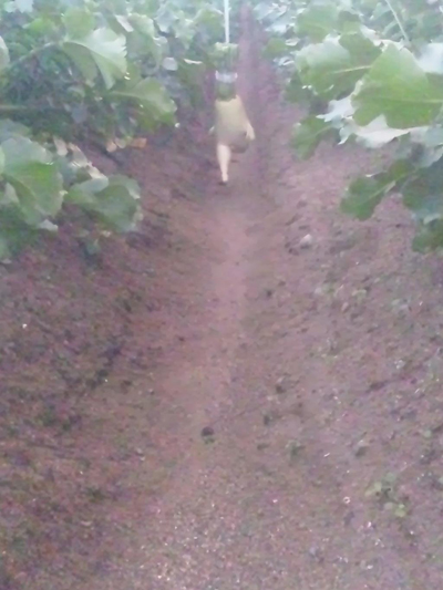 “大根逃亡记”爆红 卖萌大萝卜3天大逃亡牵动人心