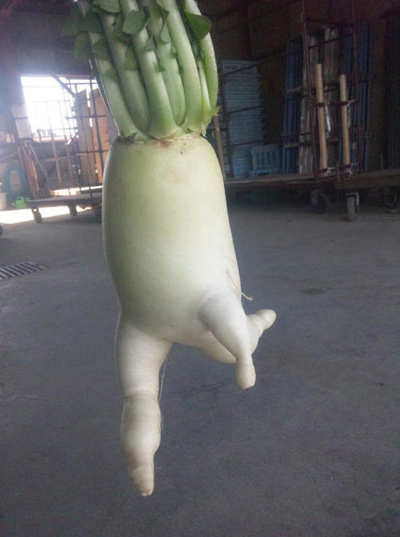 大根逃亡记爆红卖萌大萝卜3天大逃亡牵动人心