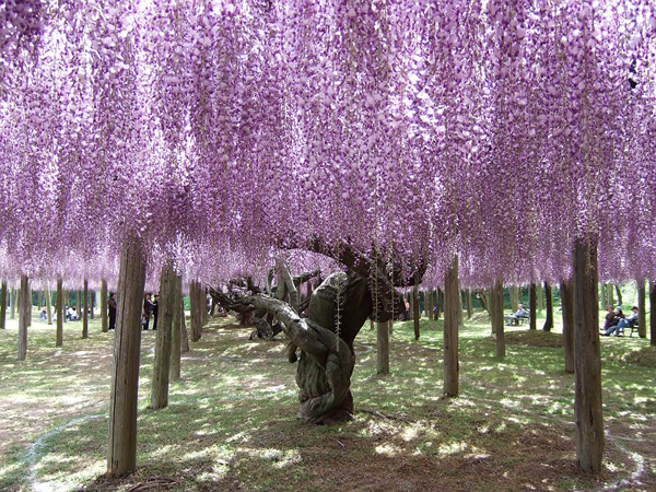 浪漫的童话世界 日本绚烂的紫藤隧道