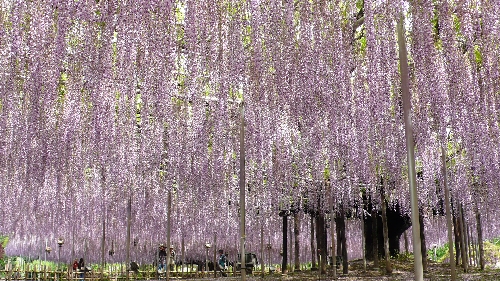 浪漫的童话世界 日本绚烂的紫藤隧道