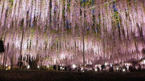 浪漫的童话世界 日本绚烂的紫藤隧道