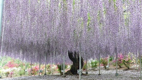 浪漫的童话世界 日本绚烂的紫藤隧道