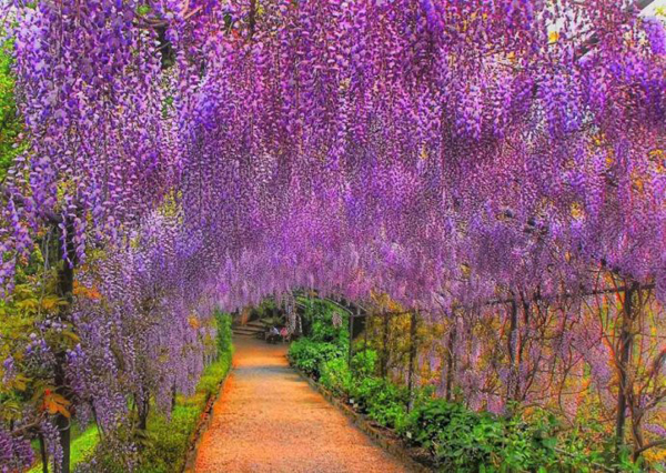 浪漫的童话世界 日本绚烂的紫藤隧道
