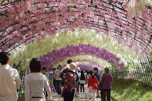 浪漫的童话世界 日本绚烂的紫藤隧道