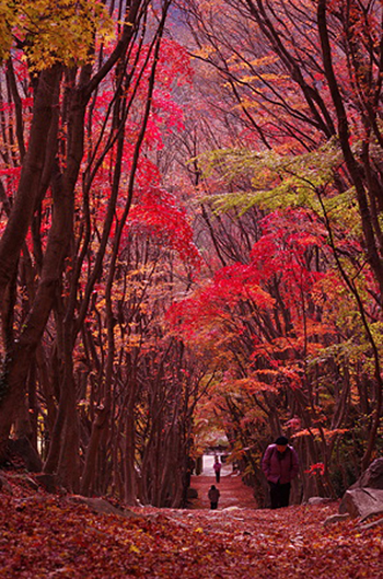 浪漫的童话世界 日本绚烂的紫藤隧道