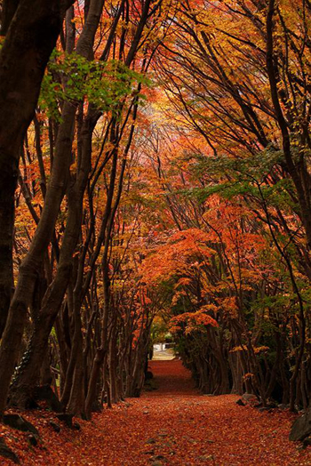 浪漫的童话世界 日本绚烂的紫藤隧道