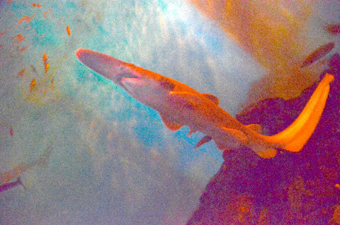 相模湾捕到活化石剑吻鲨 现于横滨水族馆展示