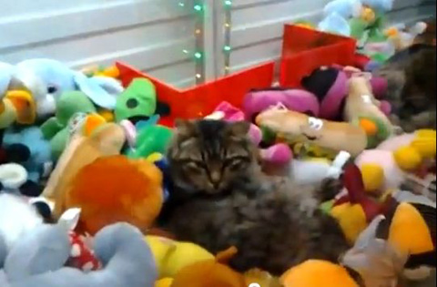 俄罗斯抓娃娃机中放入猫咪引日本网民热议