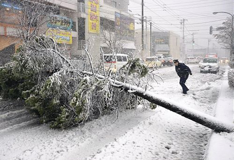 日本北部地区今晨狂风肆虐 路边树木被吹倒