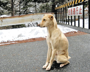 饭田市上演现实版忠犬八公 雨雪交加依然苦守