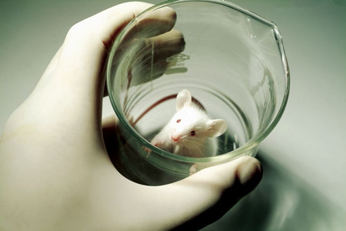 福冈医院干细胞治疗 韩国人被当小白鼠？