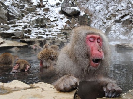 探秘长野县山之内町猿猴专用露天温泉