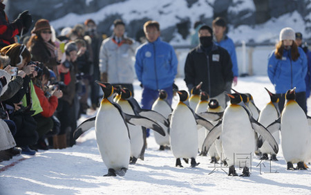 北海道旭川动物园冬季“企鹅散步”活动引围观