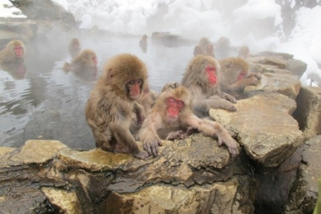 长野县猴子泡温泉 外国游客：好帅！
