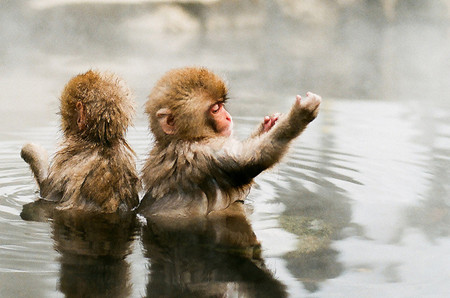 长野县猴子泡温泉 外国游客：好帅！