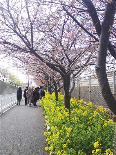 寒冬里的春天！神奈川县油菜花盛开