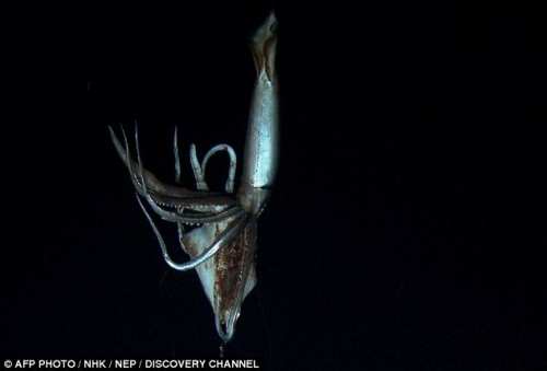 NHK：人类首次拍摄到“深海巨怪”大王乌贼