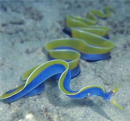 新潟县寺泊水族博物馆蛇年特意展出彩虹鳗