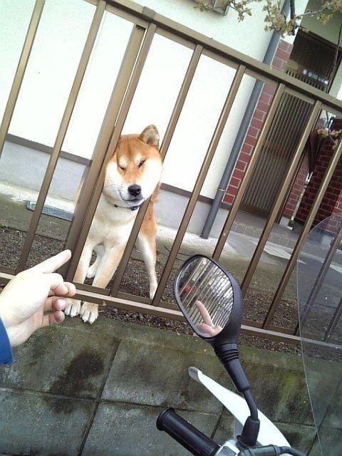 日本近期"笑完我就去睡觉"搞笑图片