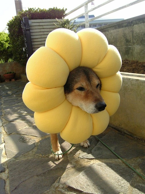 日本近期“笑完我就去睡觉”搞笑图片