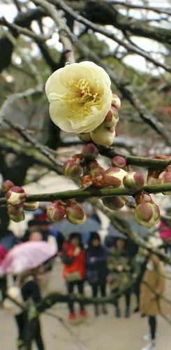 福冈县太宰府天满宫飞梅最早绽放花色