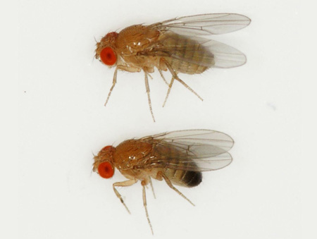 东京医学综合研究所发现苍蝇饥饿时记忆力大增