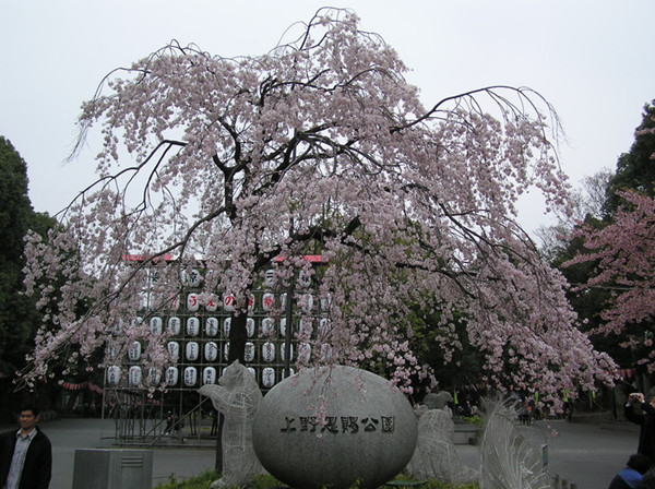 2013年日本各地樱花开放最新预测出炉