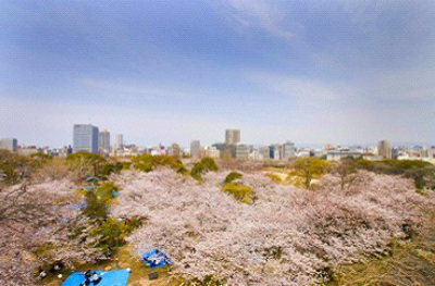 春天樱花飞舞 浪漫福冈旅游攻略