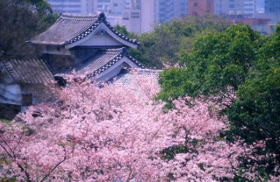 春天樱花飞舞 浪漫福冈旅游攻略