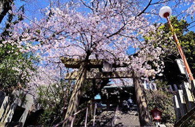 春天樱花飞舞 浪漫福冈旅游攻略