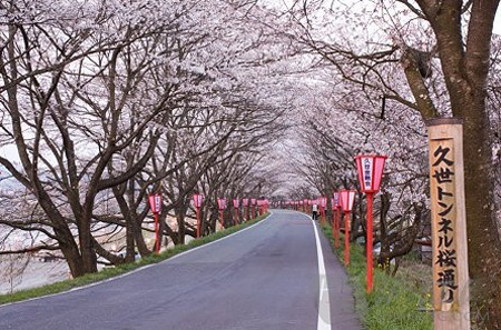 樱花下的浪漫 历数日本闻名的樱花隧道