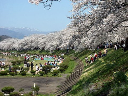 樱花下的浪漫 历数日本闻名的樱花隧道