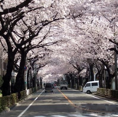 樱花下的浪漫 历数日本闻名的樱花隧道