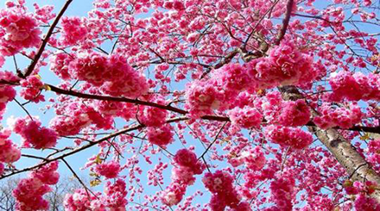 春和 樱花之美