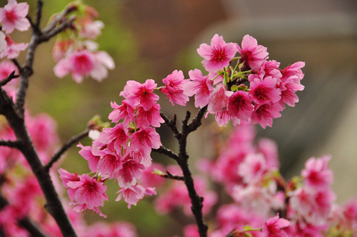 冲绳早春盛开的寒绯樱