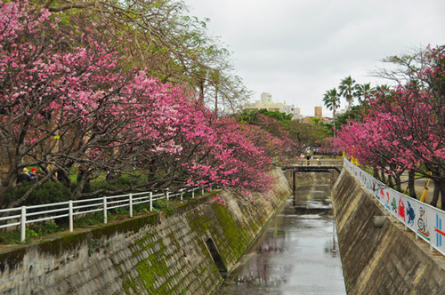 冲绳早春盛开的寒绯樱