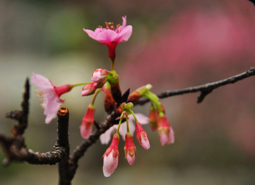 冲绳早春盛开的寒绯樱