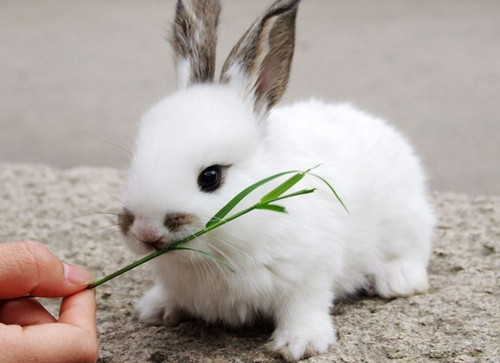 资生堂宣布4月起彻底废除动物实验