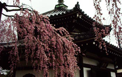 京都鲜为人知的秘密赏樱胜地