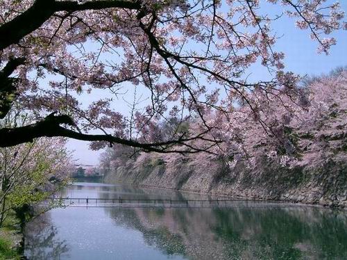 日本:一个梦幻樱花的国度